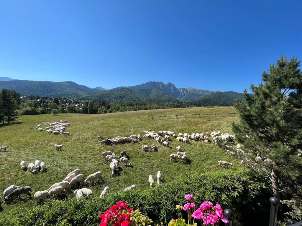 APARTAMENTY z widokiem na Giewont, GÓRALSKI DOM z kominkiem wolnostojący